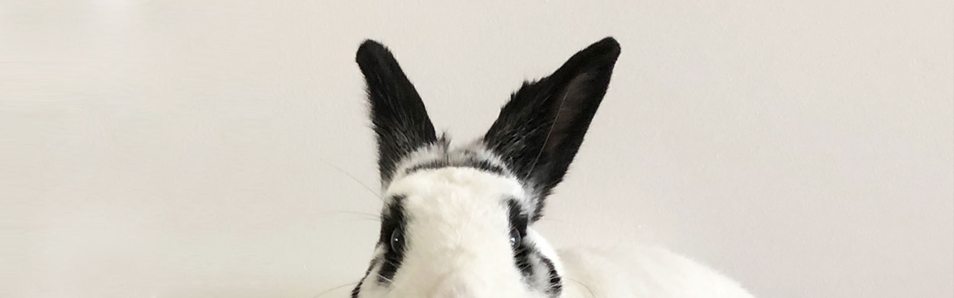 Our rabbits
