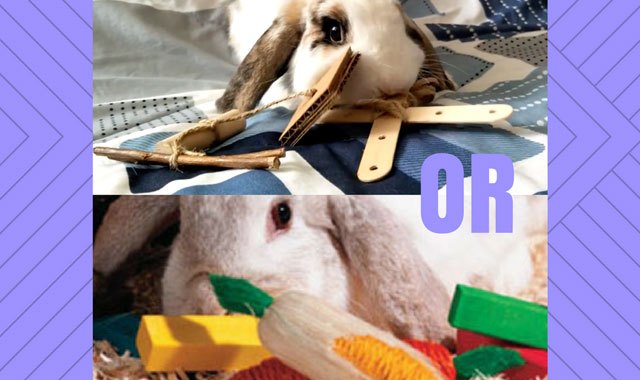 Our rabbits