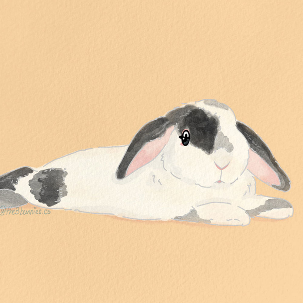 the3bunnies company