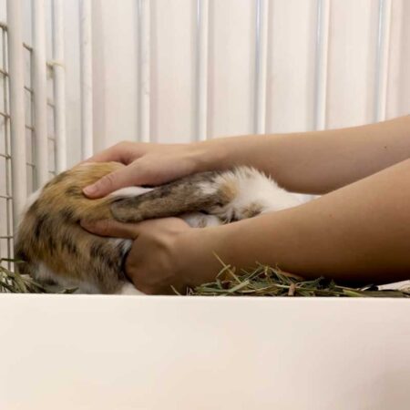 the3bunnies.co - energy healing for pets