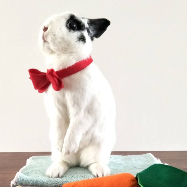 the3bunnies.co - bow ties for rabbits