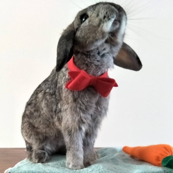 the3bunnies.co - bow ties for rabbits