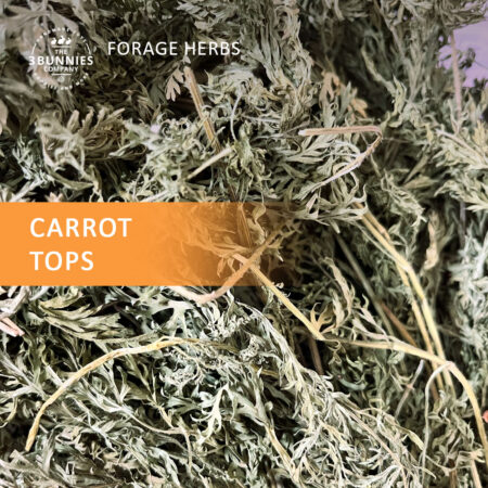 Carrot tops. Carrot leaves. Herbs for rabbits. Rabbit enrichment.