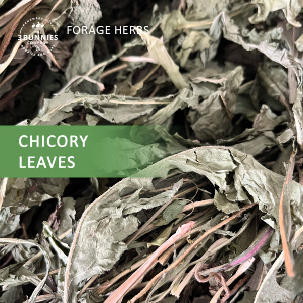Chicory leaves