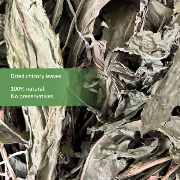 Chicory leaves