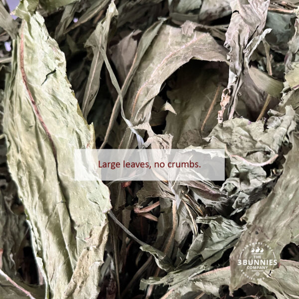 Chicory leaves